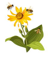 flower with honey